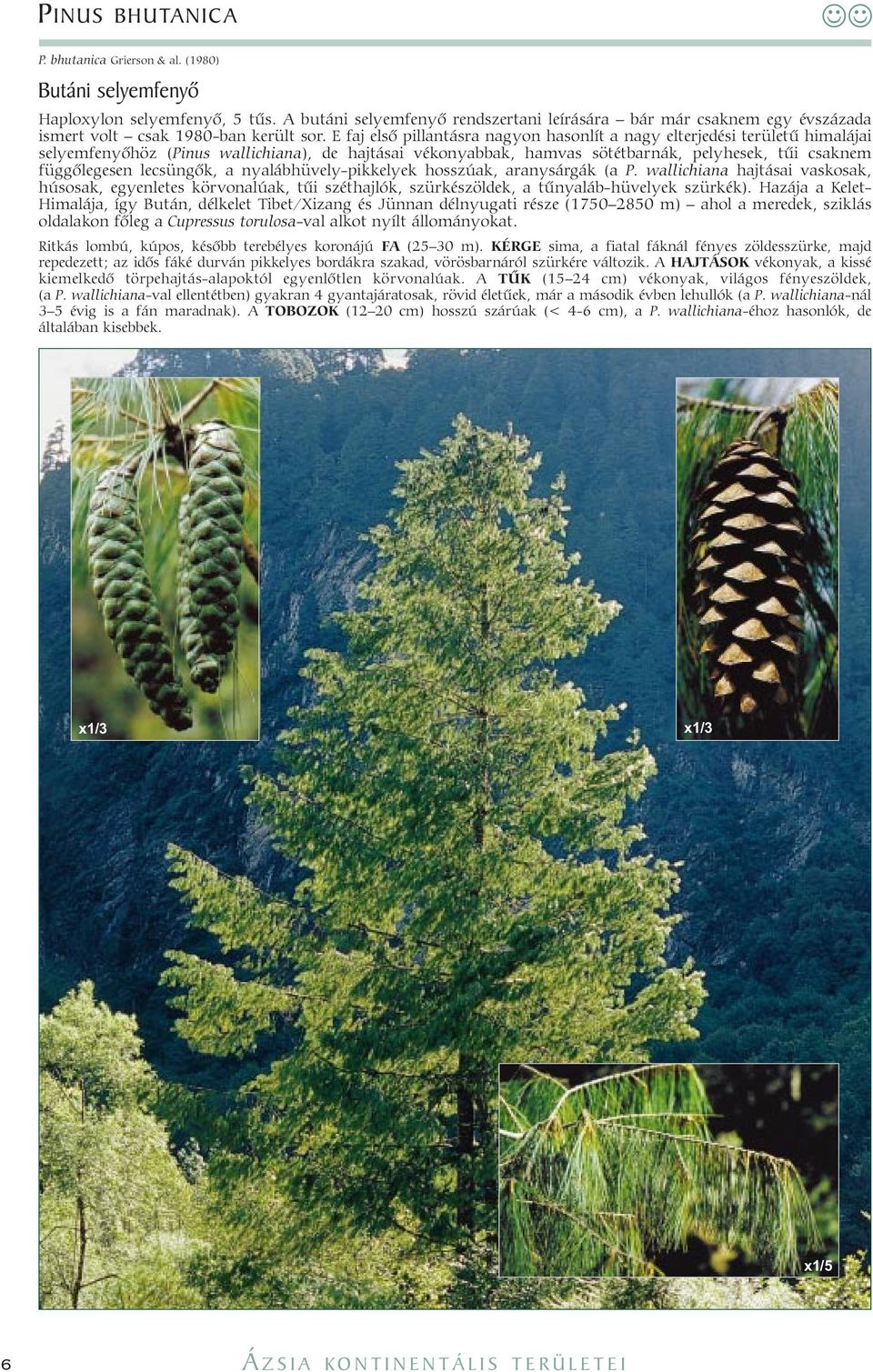 E faj elsõ pillantásra nagyon hasonlít a nagy elterjedési területû himalájai selyemfenyõhöz (Pinus wallichiana), de hajtásai vékonyabbak, hamvas sötétbarnák, pelyhesek, tûi csaknem függõlegesen