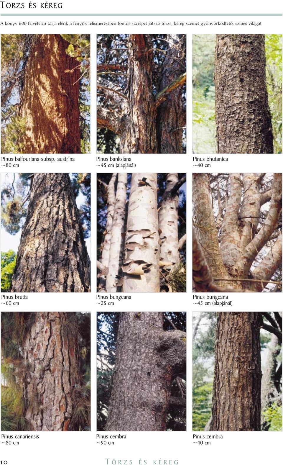 austrina Pinus banksiana Pinus bhutanica ~80 cm ~45 cm (alapjánál) ~40 cm Pinus brutia Pinus bungeana