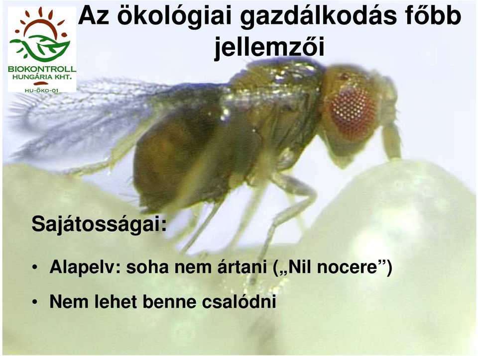 Alapelv: soha nem ártani (