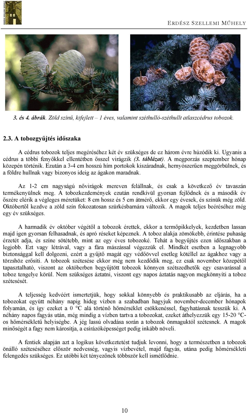 Ezután a 3-4 cm hosszú hím portokok kiszáradnak, hernyószerűen meggörbülnek, és a földre hullnak vagy bizonyos ideig az ágakon maradnak.