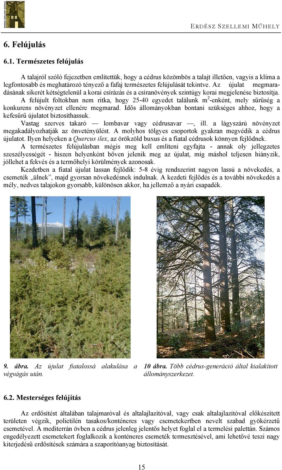 Az újulat megmaradásának sikerét kétségtelenül a korai csírázás és a csíranövények szintúgy korai megjelenése biztosítja.