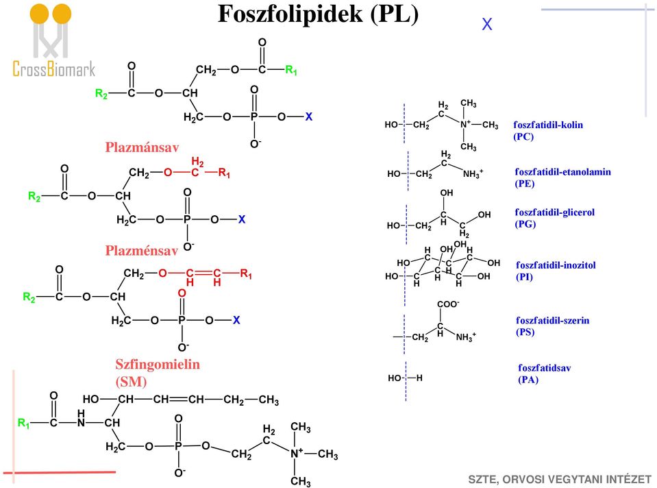 foszfatidil-glicerol (PG) Plazménsav H H C H H C H H H C C C H H C H H H