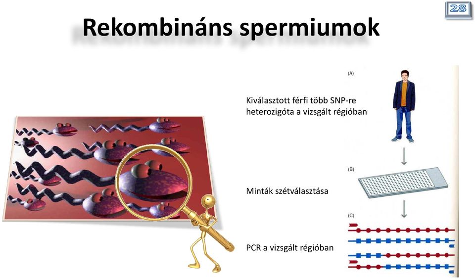 heterozigóta a vizsgált régióban