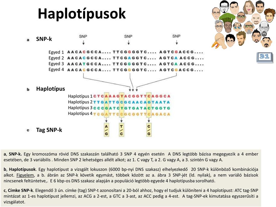 szinténgvagya. b, Haplotípusok. Egy haplotípust a vizsgált lokuszon (6000 bp-nyi DNS szakasz) elhelyezkedő 20 SNP-k különböző kombinációja alkot. Figyelem, a b.