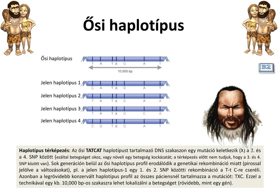 Sok generáción belül az ősi haplotípus profil erodálódik a genetikai rekombináció miatt(pirossal jelölve a változásokat), pl. a jelen haplotípus-1 egy 1. és 2.