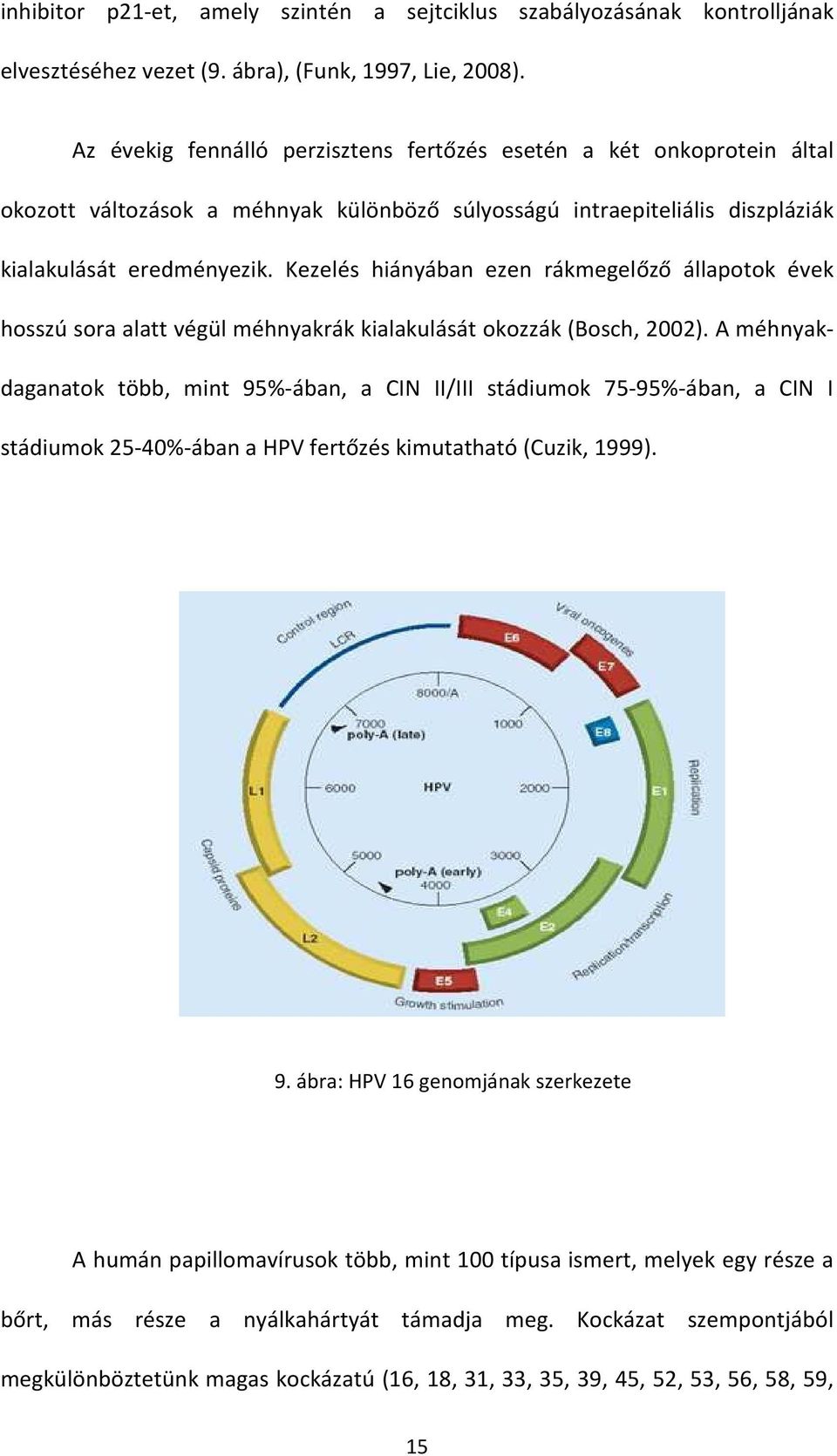 Kezelés hiányában ezen rákmegelőző állapotok évek hosszú sora alatt végül méhnyakrák kialakulását okozzák (Bosch, 2002).