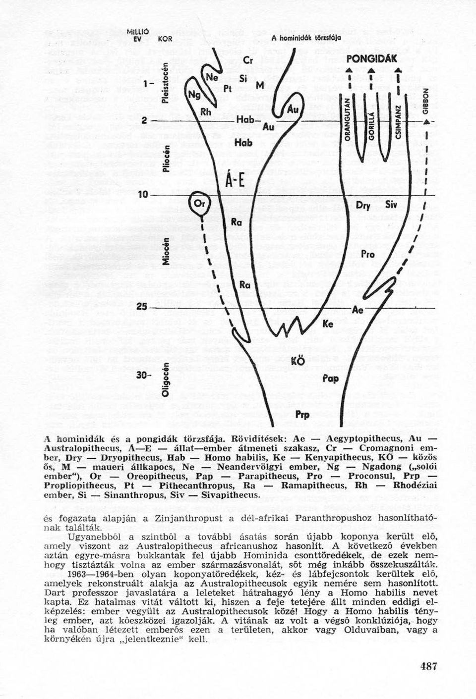 Neandervölgyi ember, Ng Ngadong ( solói ember"), Or Oreopithecus, Pap Parapithecus, Pro Proconsul, Prp Propliopithecus, Pt Pithecanthropus, Ra Ramapithecus, Rh Rhodéziai ember, Si Sinanthropus, Siv