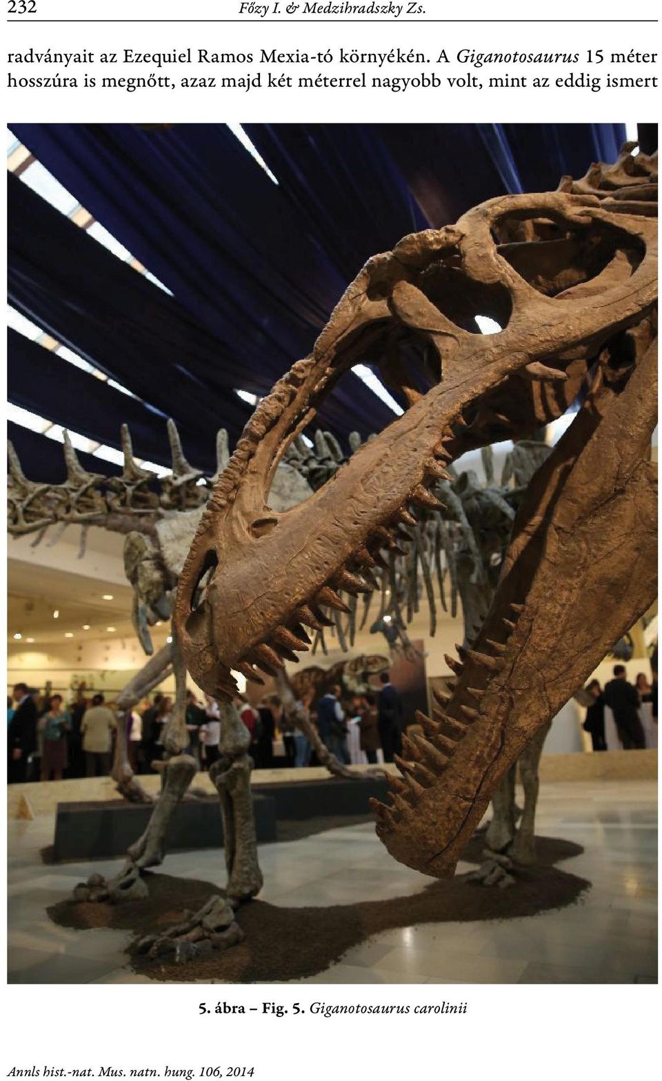 A Giganotosaurus 15 méter hosszúra is megnőtt, azaz majd