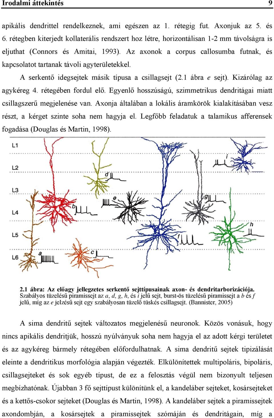 Az axonok a corpus callosumba futnak, és kapcsolatot tartanak távoli agyterületekkel. A serkentő idegsejtek másik típusa a csillagsejt (2.1 ábra e sejt). Kizárólag az agykéreg 4. rétegében fordul elő.