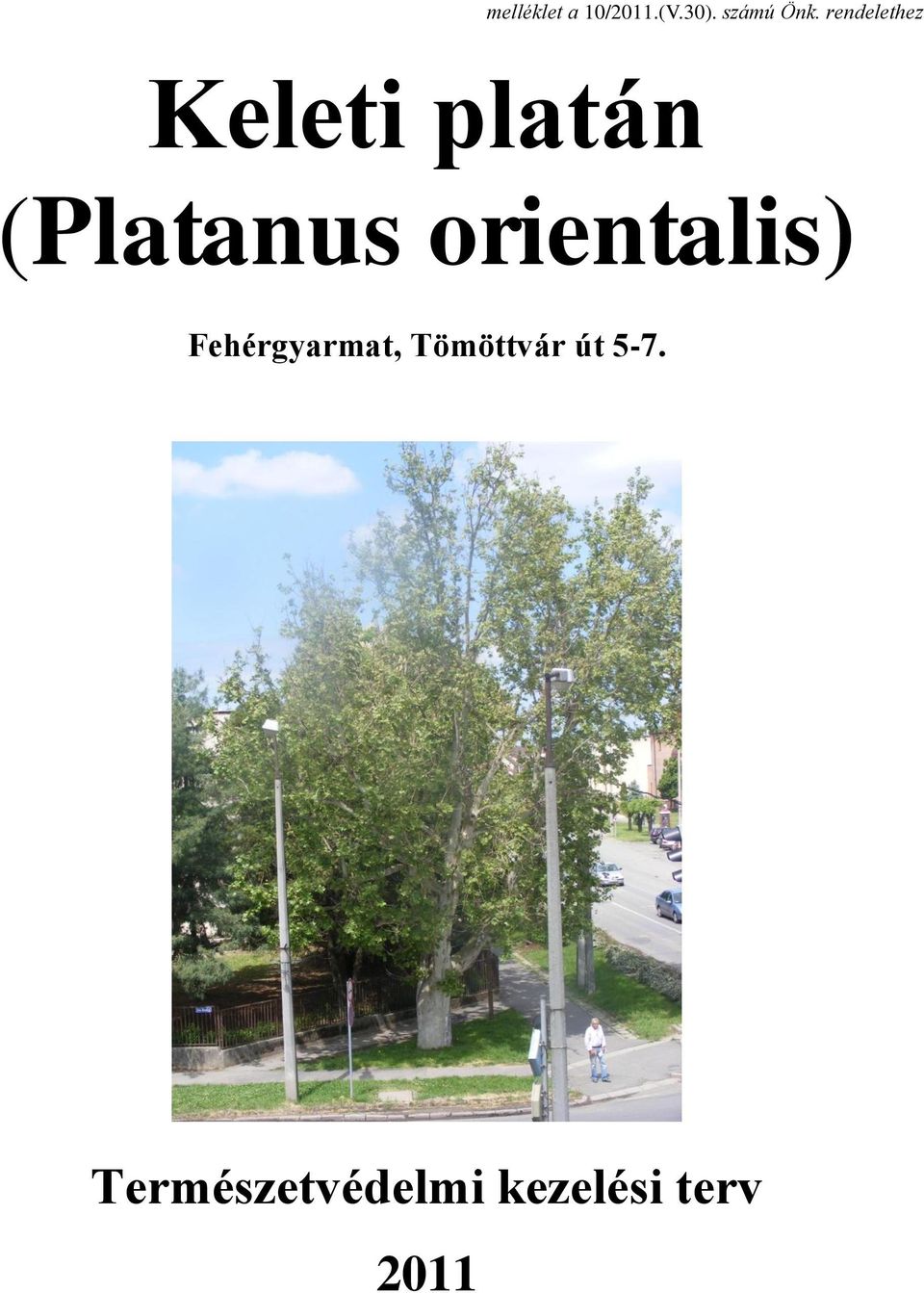 orientalis) Fehérgyarmat, Tömöttvár út