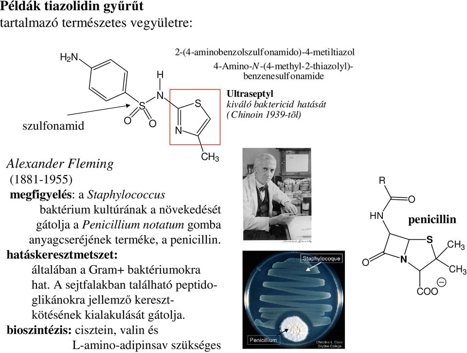 növekedését gátolja a Penicillium notatum gomba anyagcseréjének terméke, a penicillin. hatáskeresztmetszet: általában a Gram+ baktériumokra hat.