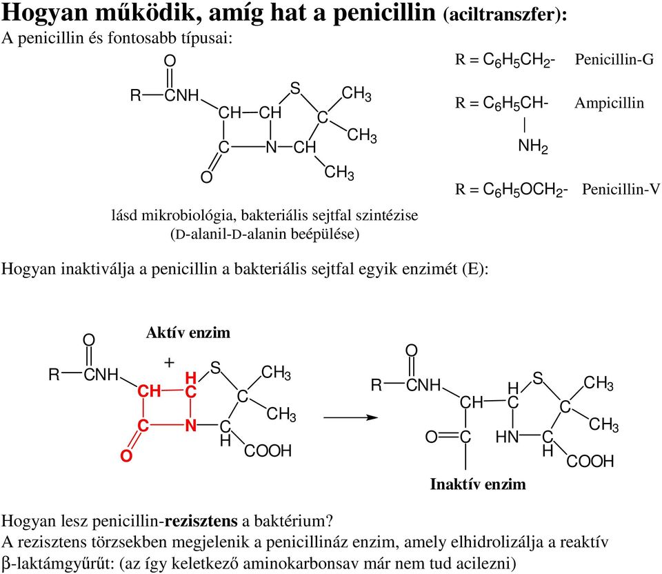 bakteriális sejtfal egyik enzimét (E): R Aktív enzim + S 3 3 R Inaktív enzim S 3 3 ogyan lesz penicillin-rezisztens a baktérium?