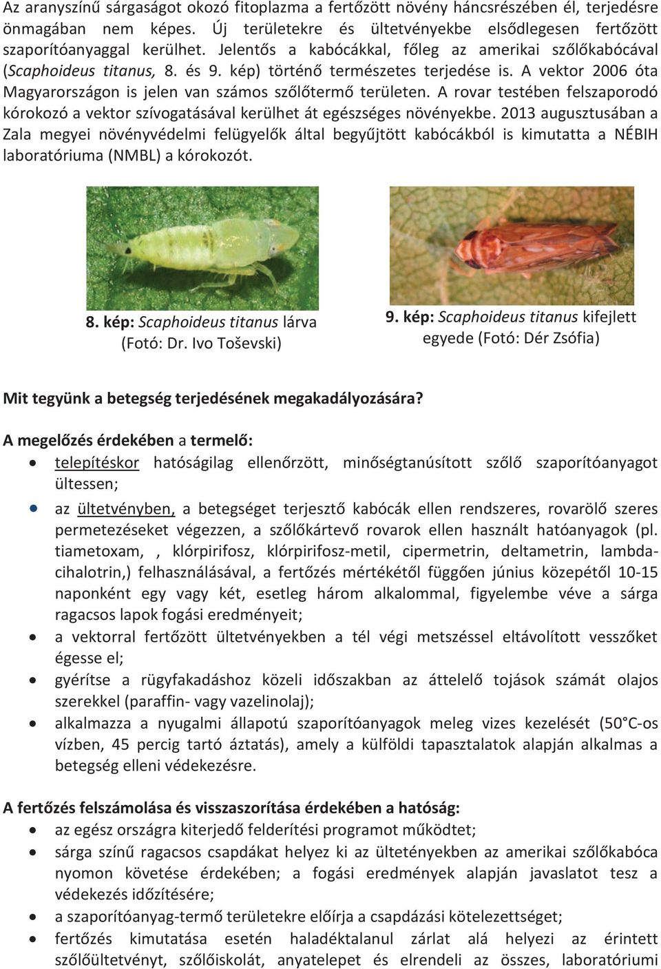 A rovar testében felszaporodó kórokozó a vektor szívogatásával kerülhet át egészséges növényekbe.