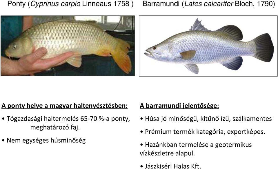 Nem egységes húsminőség A barramundi jelentősége: Húsa jó minőségű, kitűnő ízű, szálkamentes