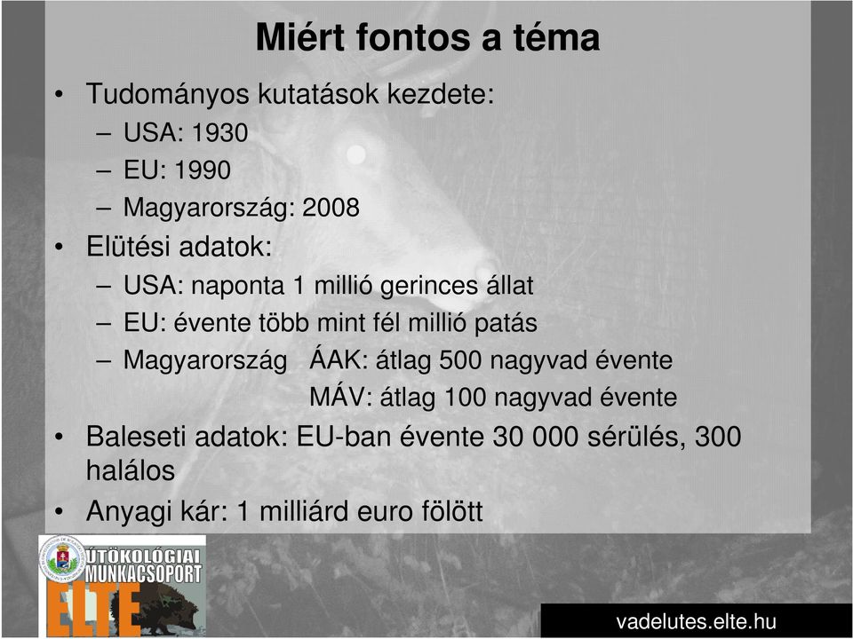 millió patás Magyarország ÁAK: átlag 500 nagyvad évente MÁV: átlag 100 nagyvad évente