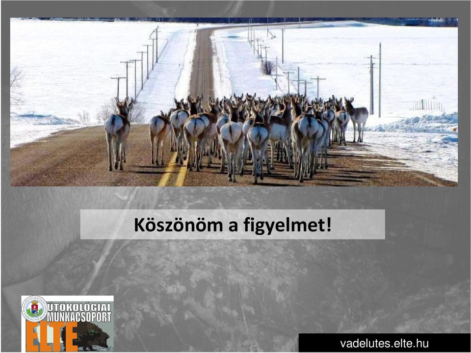 figyelmet!