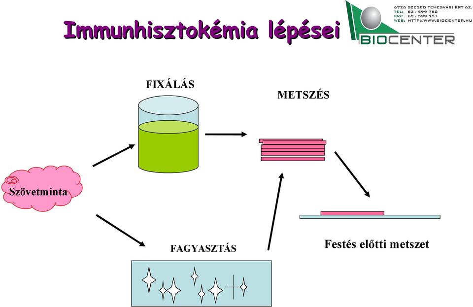 METSZÉS Szövetminta