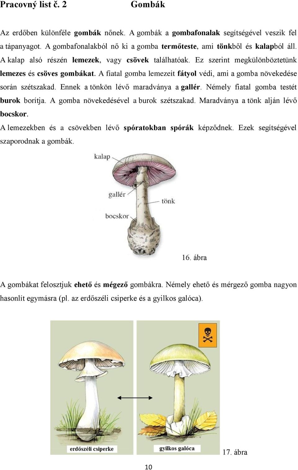 Ennek a tönkön lévő maradványa a gallér. Némely fiatal gomba testét burok borítja. A gomba növekedésével a burok szétszakad. Maradványa a tönk alján lévő bocskor.