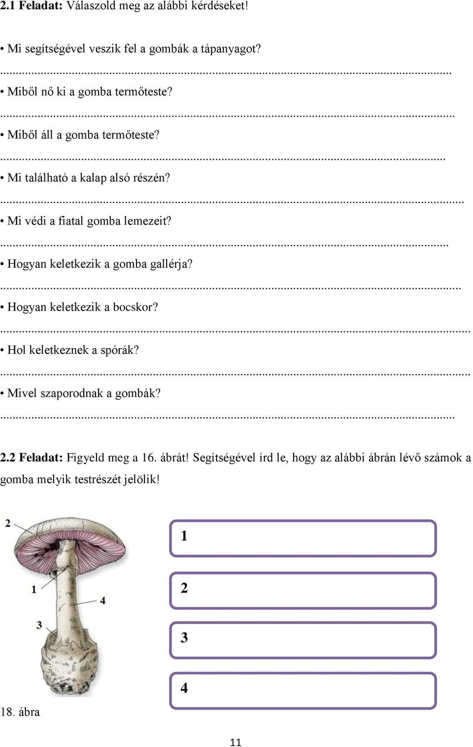 ... Hogyan keletkezik a gomba gallérja?... Hogyan keletkezik a bocskor?... Hol keletkeznek a spórák?... Mivel szaporodnak a gombák?