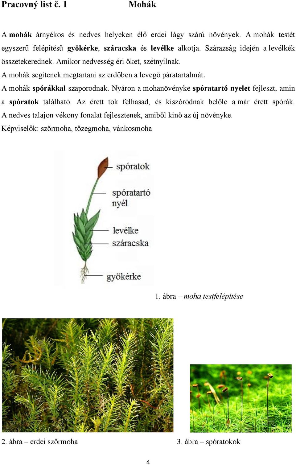 A mohák spórákkal szaporodnak. Nyáron a mohanövényke spóratartó nyelet fejleszt, amin a spóratok található.