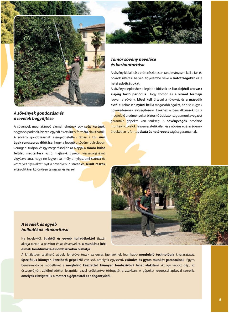 A sövény gondozásának elengedhetetlen fázisa a túl sűrű ágak rendszeres ritkítása, hogy a levegő a sövény belsejében keringeni tudjon, és így megerősödjön az alapja; a tömör külső felület megtartása