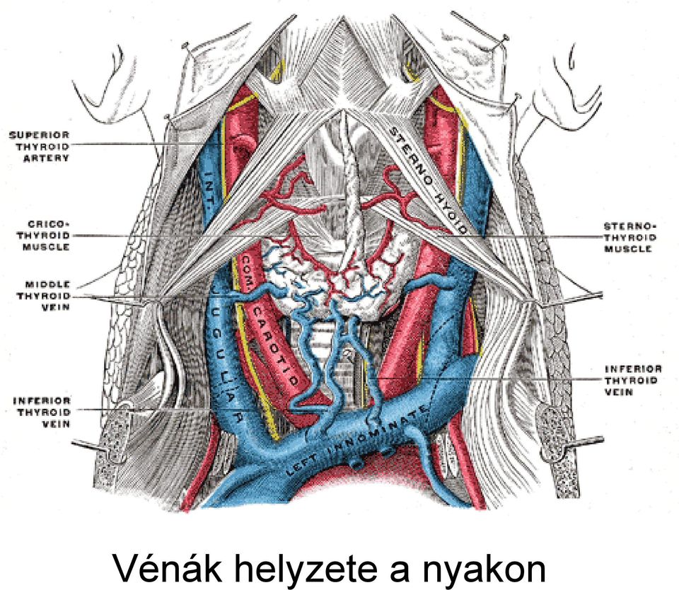 a nyakon
