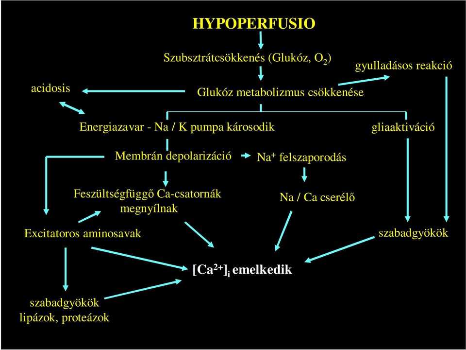 depolarizáció Na + felszaporodás Feszültségfüggı Ca-csatornák megnyílnak Na / Ca