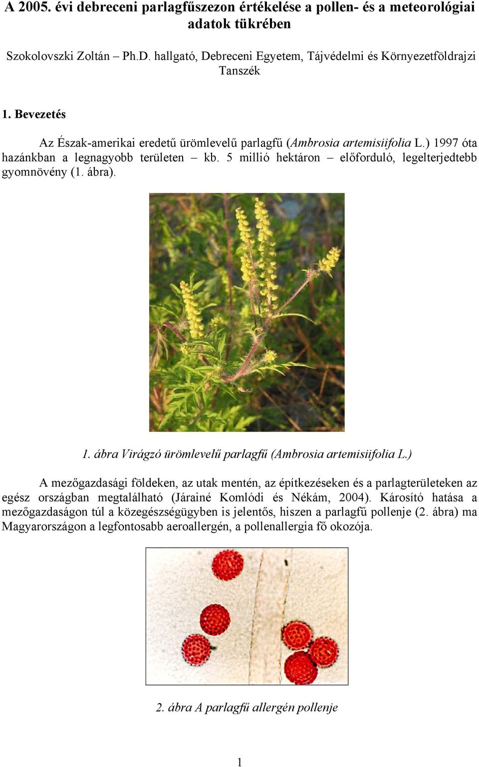 1. ábra Virágzó ürömlevelű parlagfű (Ambrosia artemisiifolia L.