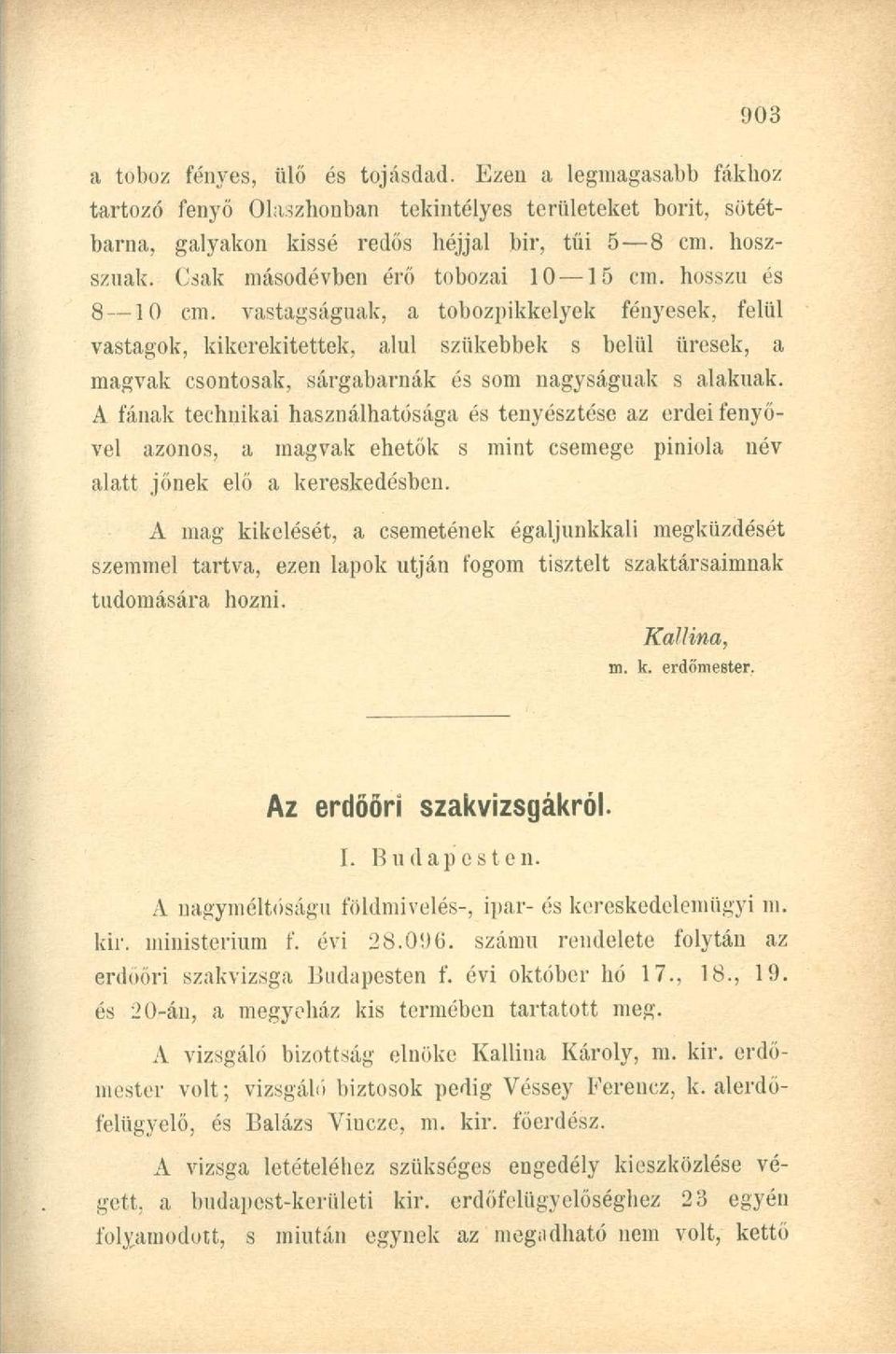 vastagságúak, a tobozpikkelyek fényesek, felül vastagok, kikerekítettek, alul szűkebbek s belül üresek, a magvak csontosak, sárgabarnák és som nagyságúak s alaknak.