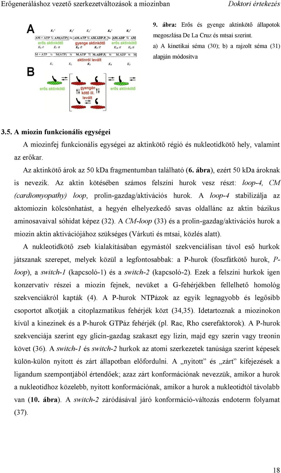 ábra), ezért 50 kda ároknak is nevezik. Az aktin kötésében számos felszíni hurok vesz részt: loop-4, CM (cardiomyopathy) loop, prolin-gazdag/aktivációs hurok.