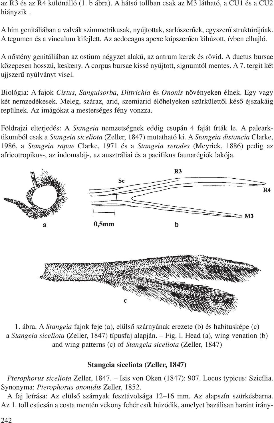 A ductus bursae közepesen hosszú, keskeny. A corpus bursae kissé nyújtott, signumtól mentes. A 7. tergit két ujjszerû nyúlványt visel.