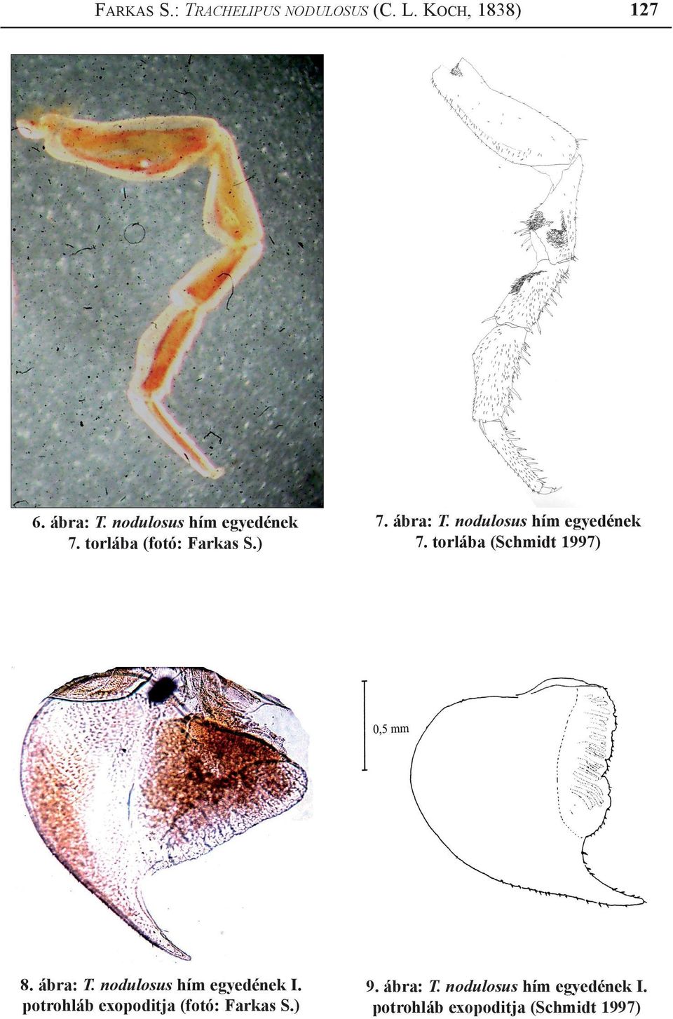 nodulosus hím egyedének 7. torlába (Schmidt 1997) 8. ábra: T.