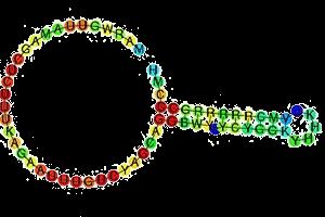 Kis magi RNS-ek (snrns-ek) U7 (1) Spliceoszómális snrns 9 RNS (106-186 nt)- 5: nagy spliceoszómában (U1, U2, U4, U5, U6): GU-AG intronok (U1: 16 gén, U6: 46 gén - 4: kis spliceoszómában (U4atac,