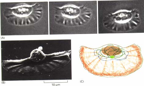 Migráló keratinocita 15 µm/sec