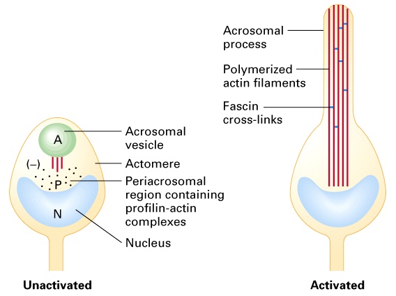 Aktin polimerizáció acrosoma- reakció Acrosoma Actomera Periacrosomális régió Profillin-aktin komplex Sejtmag Acrosomális