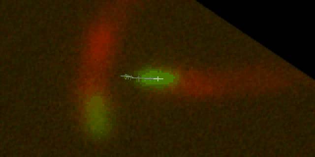 Listeria monocytogenes aktin lokális aktin polimerizáció 10 µm/
