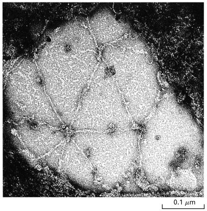 tetramer Glycophorin Ankyrin