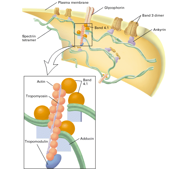 A plazmamembrán cortex