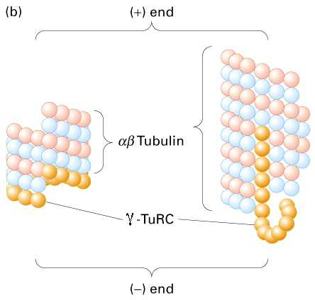 Tubulin nukleáció és γ-tubulin (Wiease