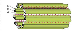 MTOC = Mikrotubulus