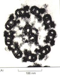 tubulin (13