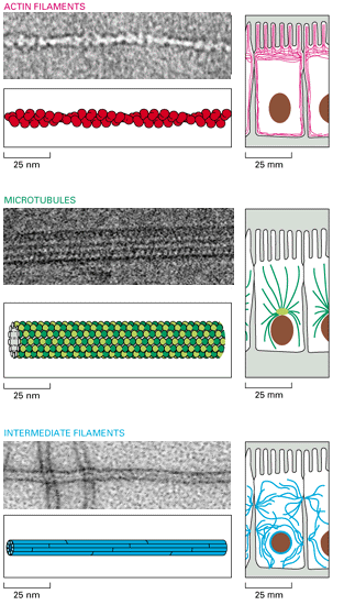 Mikrofilamentum