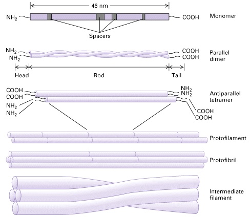 (Lodish,, H. et al. Mol. Cell Biol.