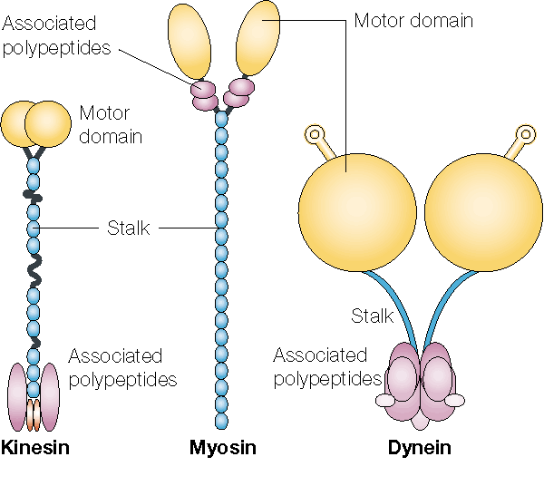 Motor-proteinek szerkezete asszoc.