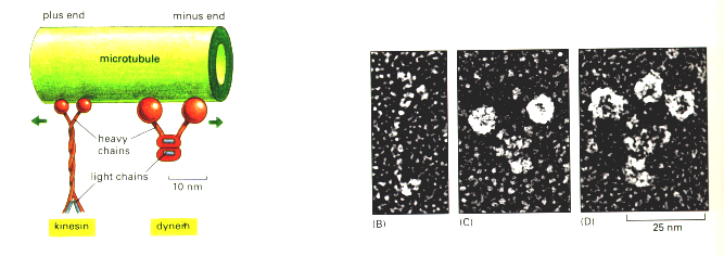 Motor proteinek mikrotubulus kinezin