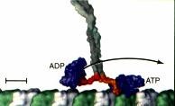 Kinezin ADP