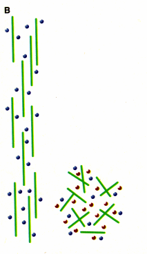 Spazmonéma helix