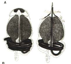Aktin-tű tű mechanizmus Limulus polyphemus spermiumban acrosoma!