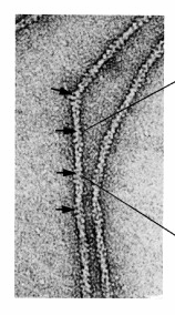 cytochalasin - gátol phalloidin