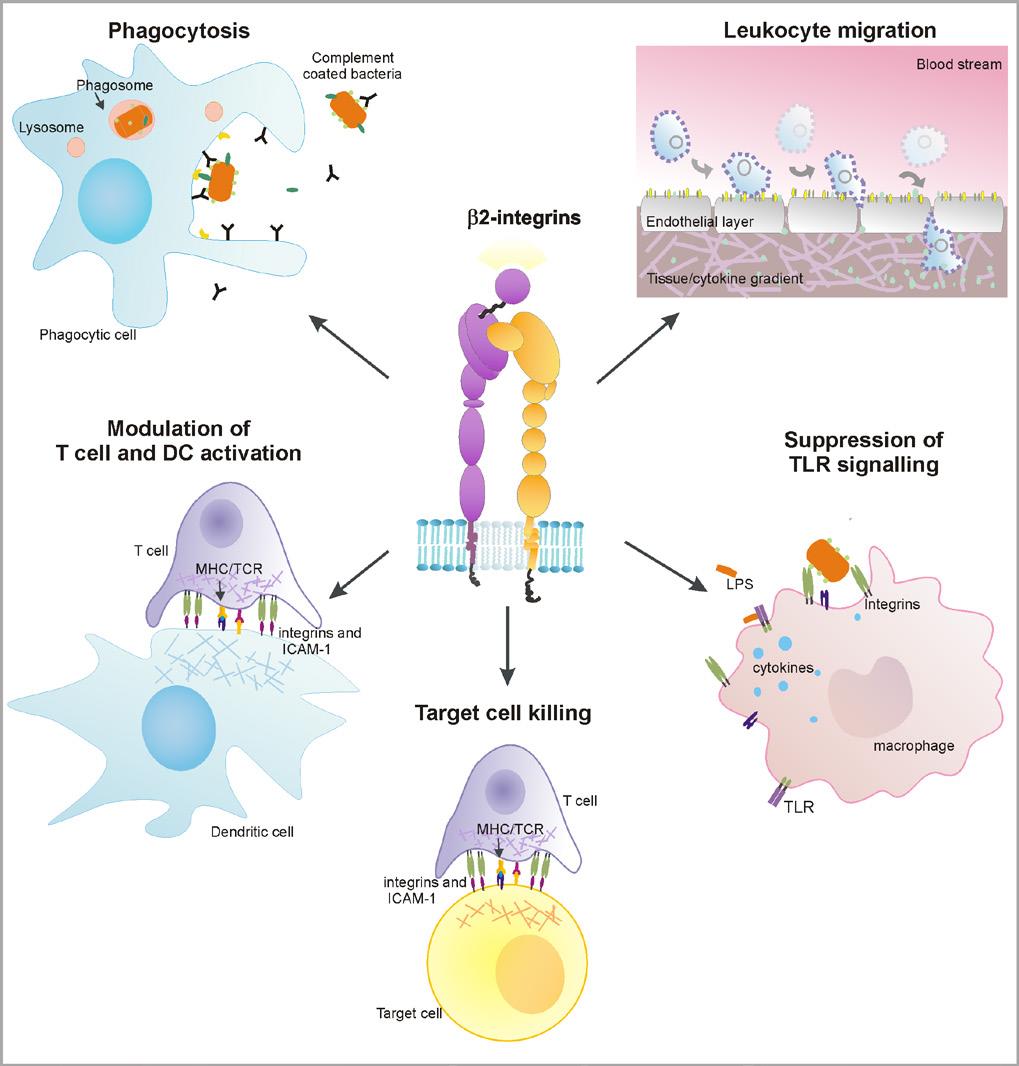 Ghannam, J Immunol, 2008